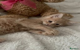 Maine Coon cats for sale: Beautiful Maine coon kitten boys - Image 2