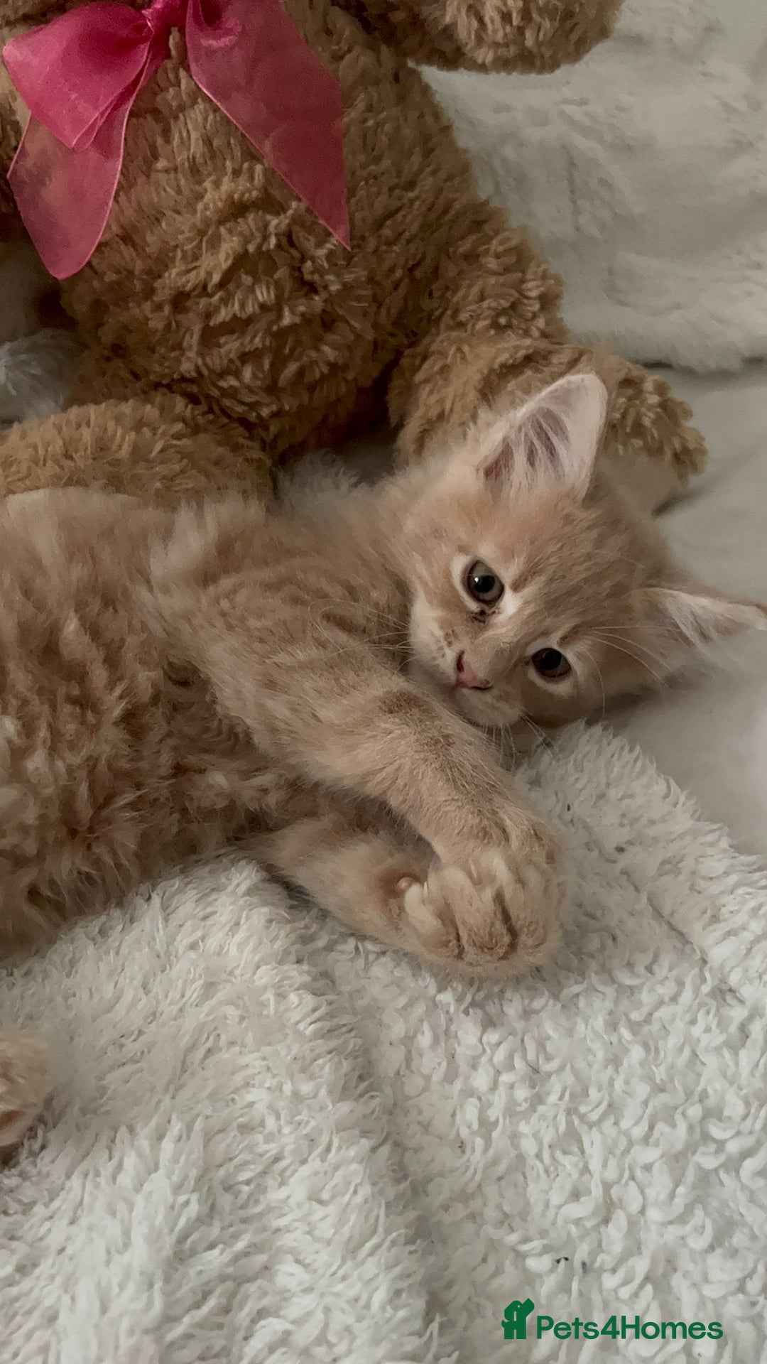 Maine Coon cats for sale: Beautiful Maine coon kitten boys - Image 2