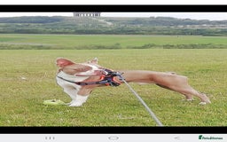 Boston Terrier dogs for stud: Beautiful  champagne Boston terrier stud(proven) in Houghton le Spring - Image 3