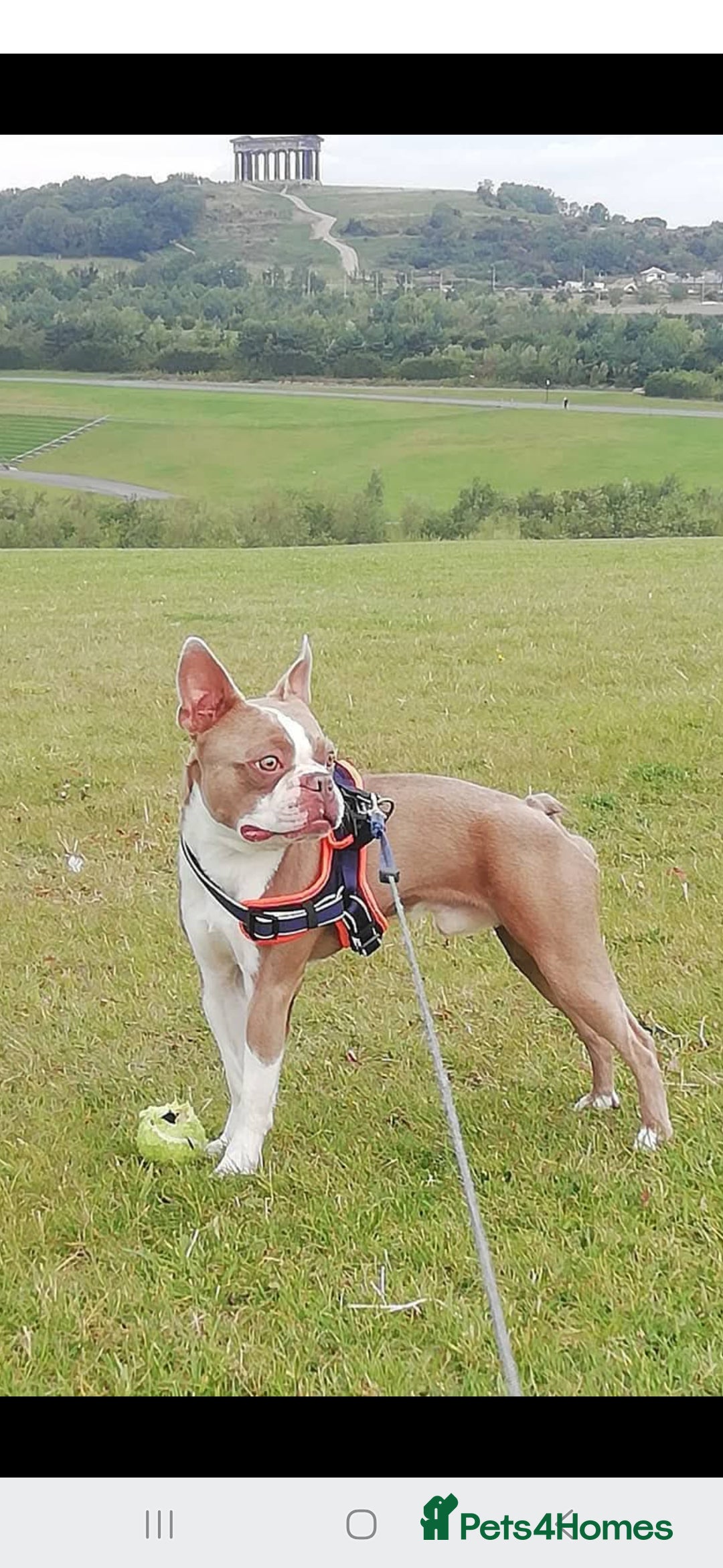 Boston Terrier dogs for stud: Beautiful  champagne Boston terrier stud(proven) in Houghton le Spring - Image 3