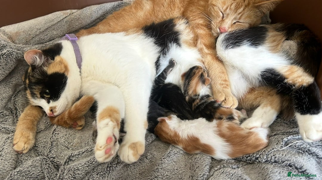 Domestic Shorthair cats for sale: Must stay together-  male & female kittens - Image 10