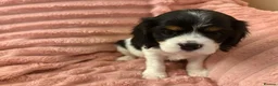 Cavalier King Charles Spaniel dogs for sale: DNA Tested Cavalier King Charles Puppies READY NOW - Advert 4