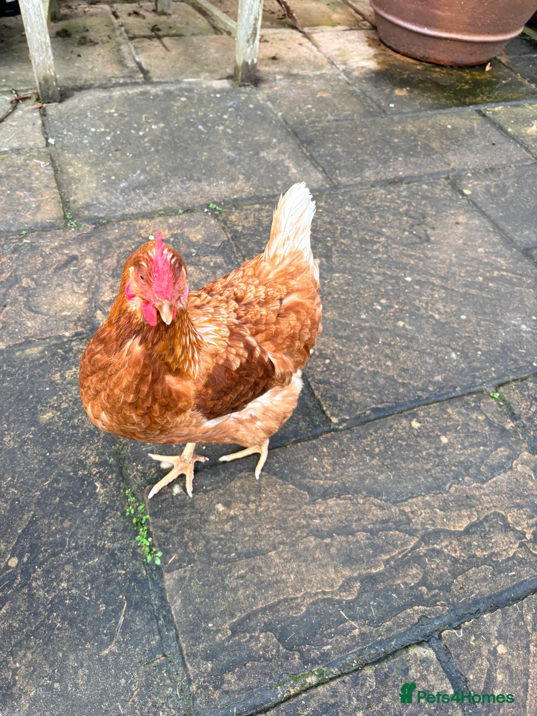Hens poultry for sale: 2 Hens for sale - Advert 4