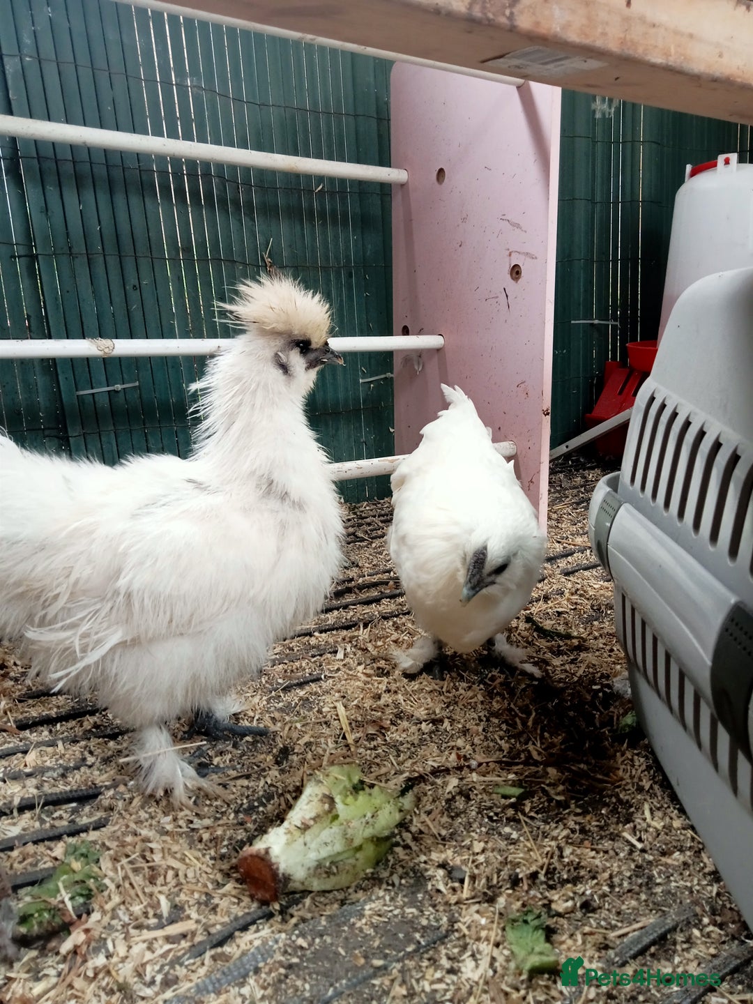 Chickens poultry for sale:  SILKIE CROSS ( 2 Roosters and hen ) - Image 2