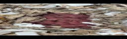Hamster rodents for sale: Syrian hamsters babies in Clacton-on-Sea - Advert 1