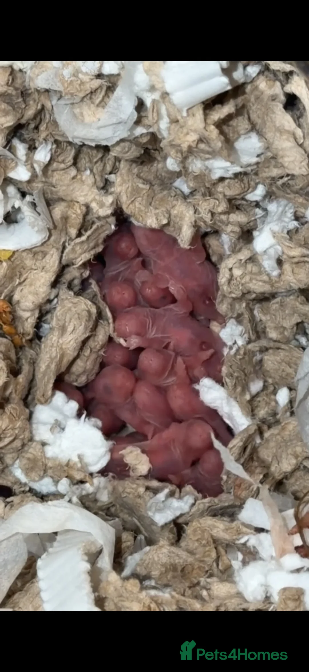 Hamster rodents for sale: Syrian hamsters babies in Clacton-on-Sea - Advert 1