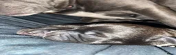 Mixed Breed dogs for sale: STAFFWEILER PUPPIES in Christchurch - Advert 6