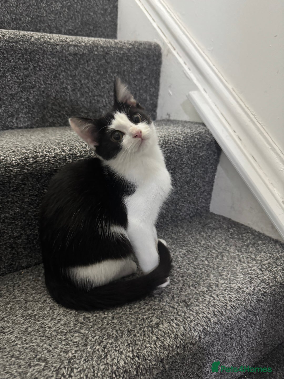 Mixed Breed cats for sale: Very loving and cuddly kitten - Advert 1