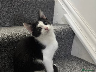 Mixed Breed cats Very loving and cuddly kitten - Advert 3