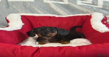 Miniature Dachshund dogs Miniature Daschund pra clear  - Advert 9