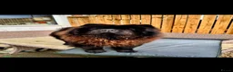 Chow Chow dogs for stud: Proven male chow chow stud  - Advert 3