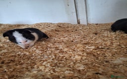 Guinea Pig rodents for sale: Various ages of male guinea pigs  - Image 4