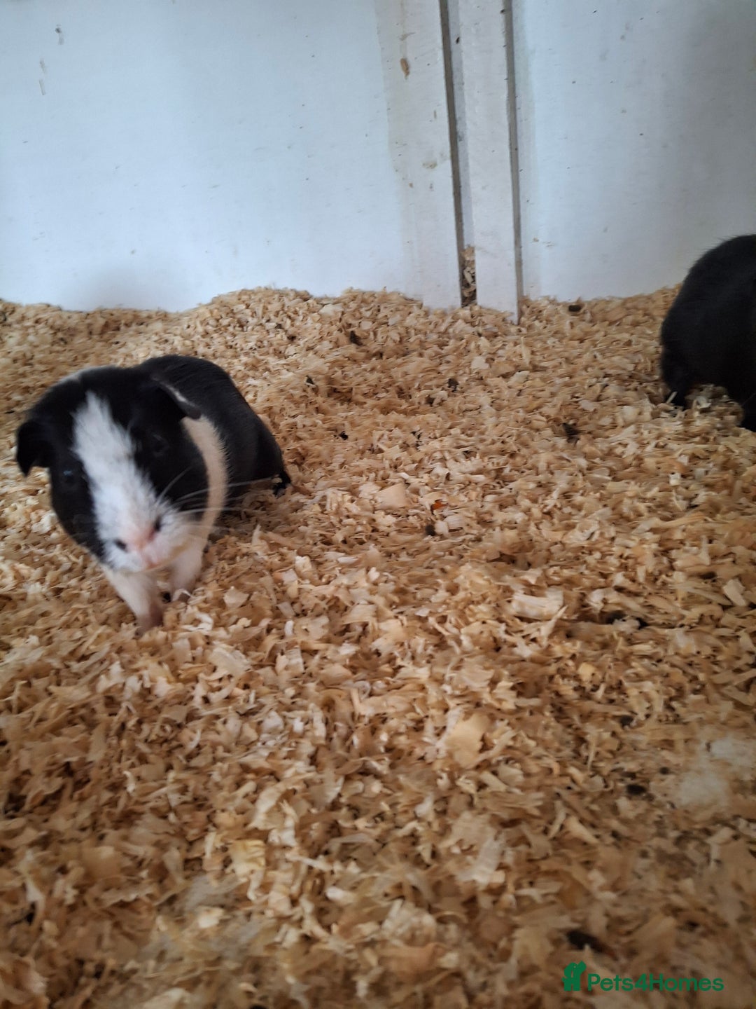 Guinea Pig rodents for sale: Various ages of male guinea pigs  - Image 4