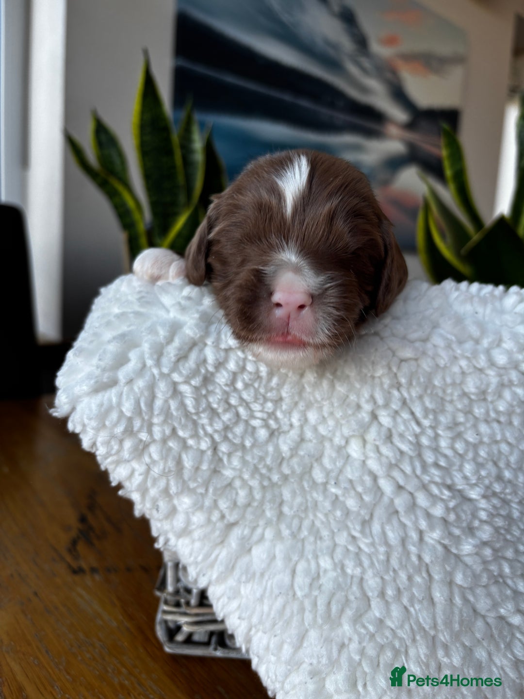 Sproodle dogs for sale: 💥 Rare Gorgeous Chocolate Merle Sproodles 🐶 - Advert 12