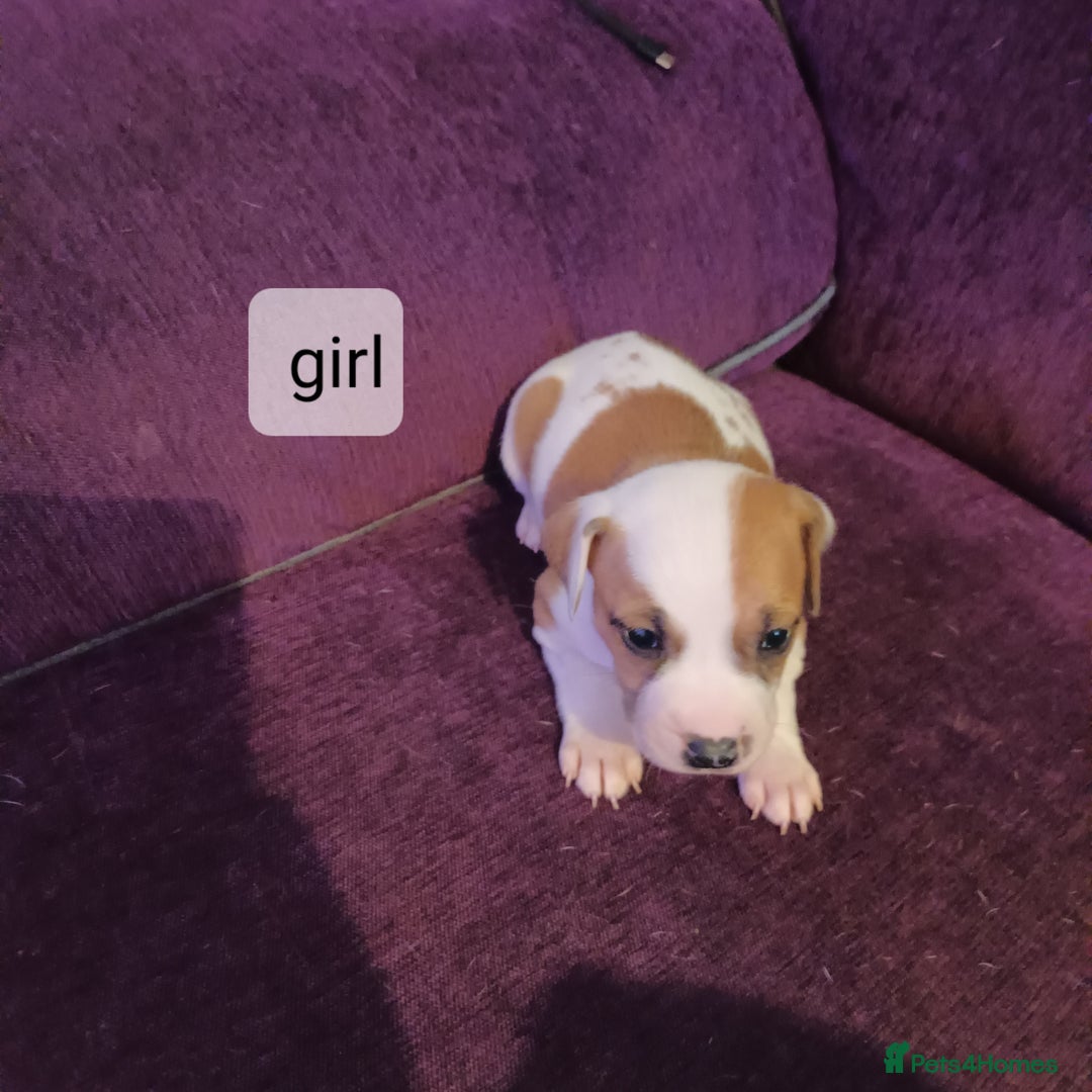 Staffordshire Bull Terrier dogs for sale: Puppi Staffordshire Bull terrier,white verry rare - Image 8