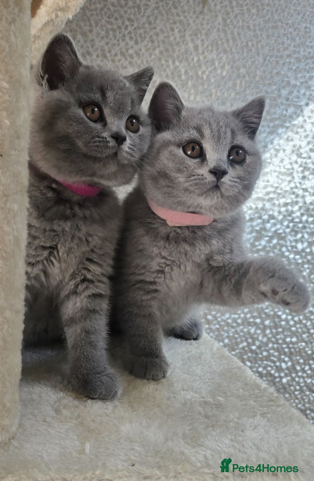 British Shorthair cats Gorgeous Adorable British Short Hair kittens - Advert 2