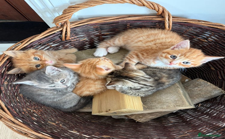 Mixed Breed cats Ready now! 6 beautiful kittens - Advert 3