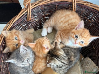 Mixed Breed cats for sale: Ready now! 6 beautiful kittens - Advert 1