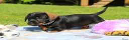 Miniature Dachshund dogs for sale: Wire Haired Dachshund Puppies KC Registered  - Advert 4