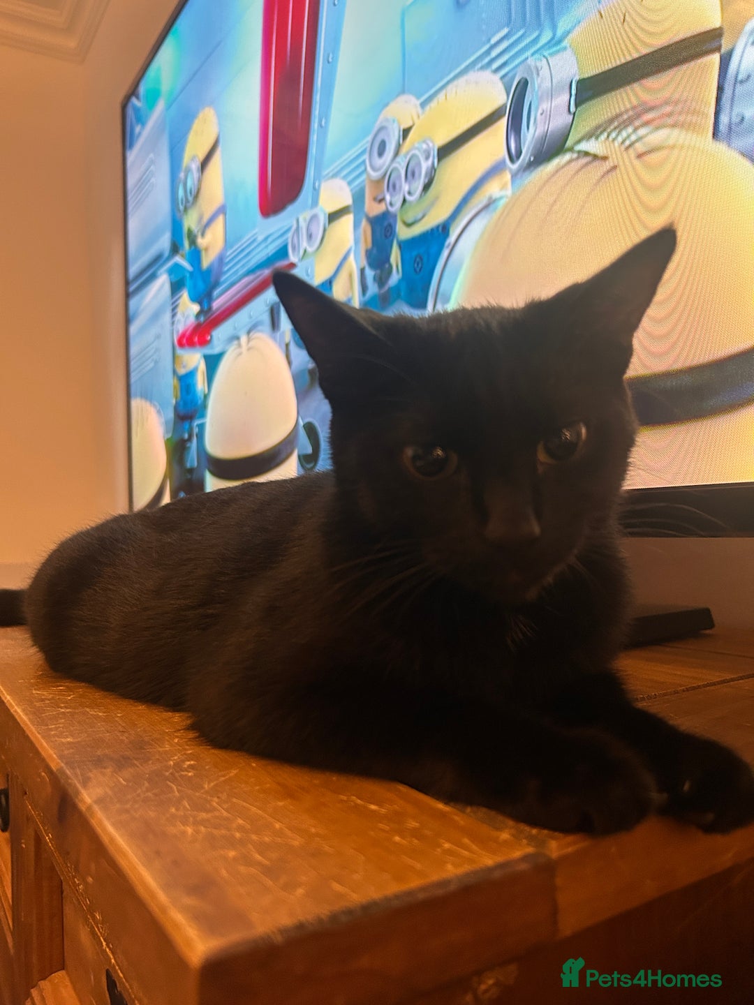 Mixed Breed cats for sale: Bonded Pair of Male Kittens - Must Go Together - Advert 7