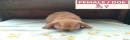 Dwarf Lop rabbits for sale: Pretty Female & Male Baby Dwarf Lop Rabbits - Advert 4