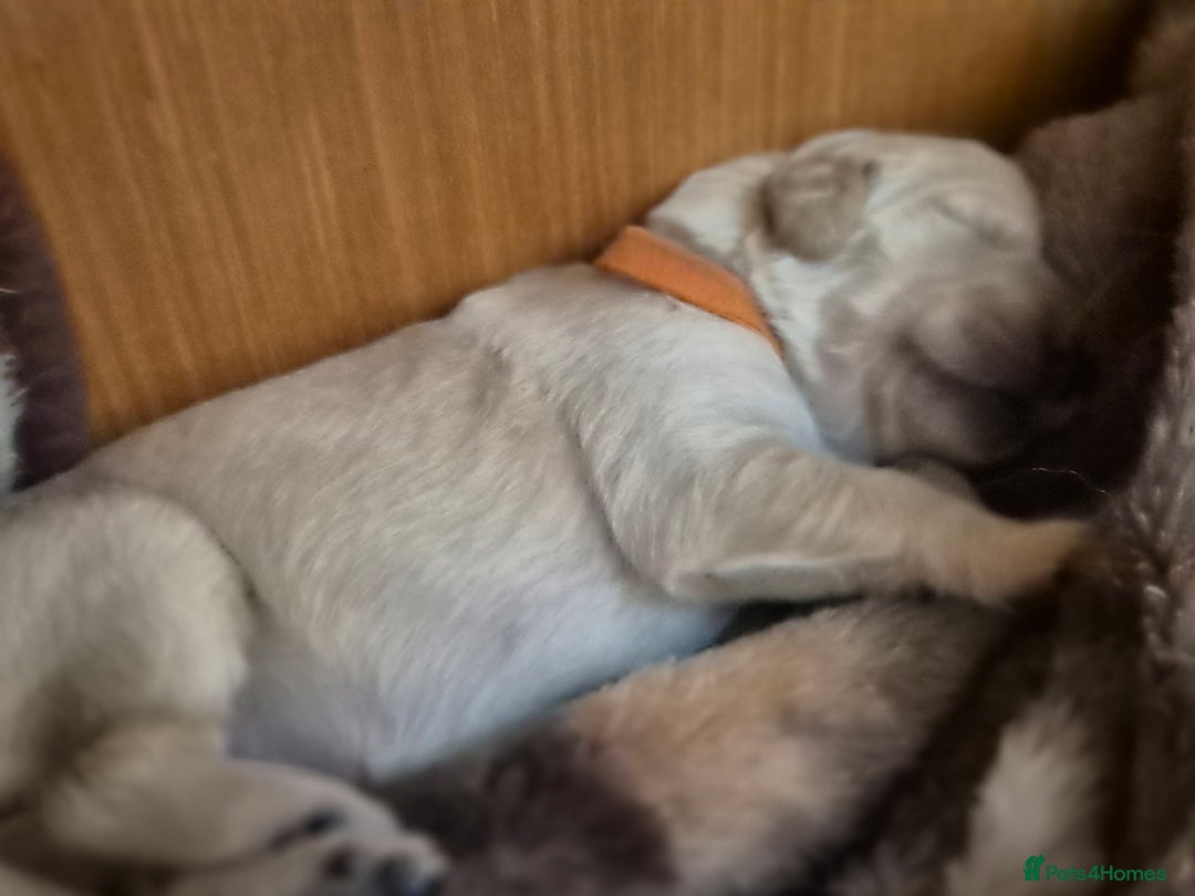 Golden Retriever dogs for sale: Incredible KC registered Field Golden retrievers  - Image 8