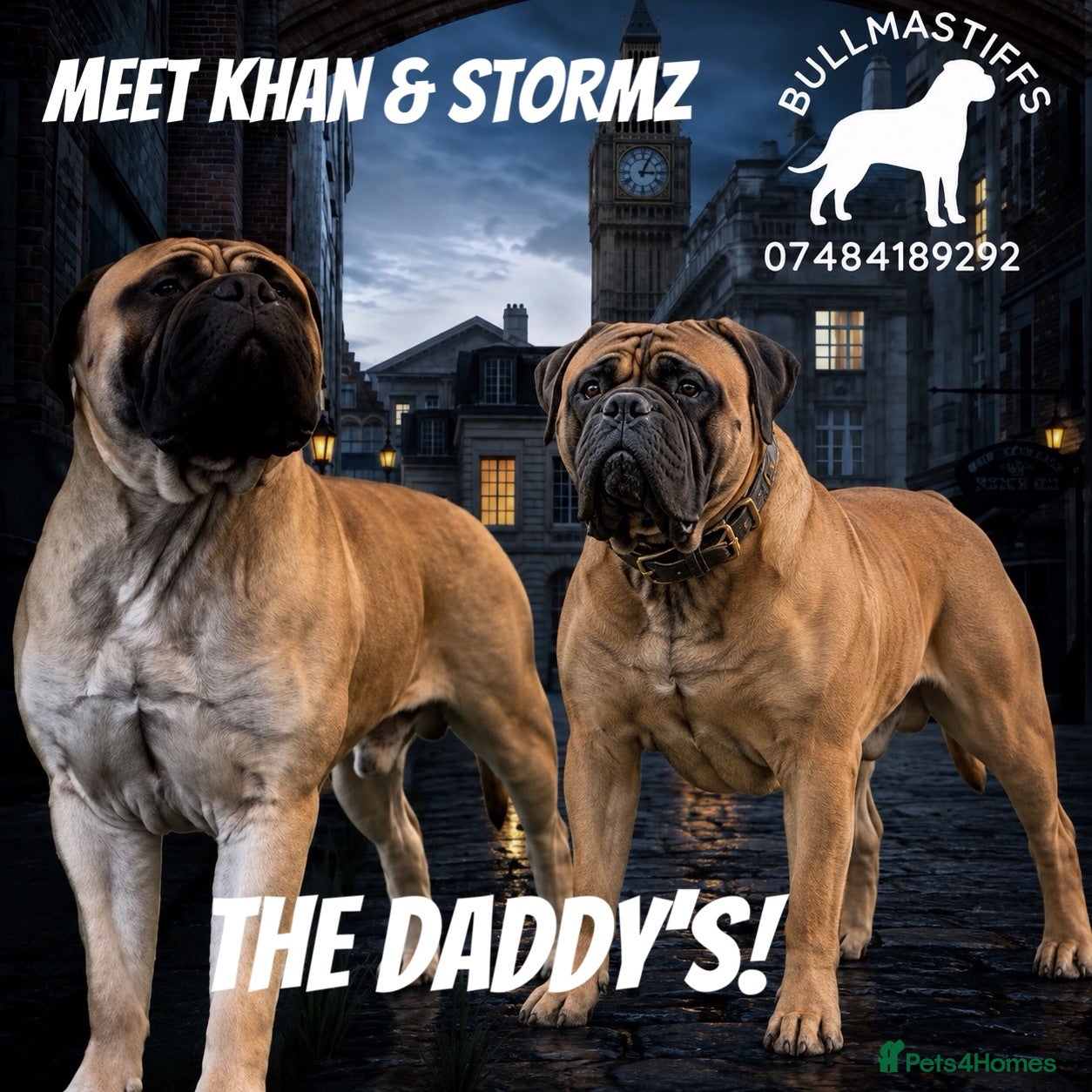 Bullmastiff dogs ASBORN BULLMASTIFF PUP ANNOUNCEMENT  - Advert 11