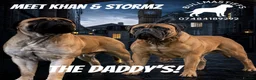 Bullmastiff dogs for sale: ASBORN BULLMASTIFF PUP ANNOUNCEMENT  - Advert 2