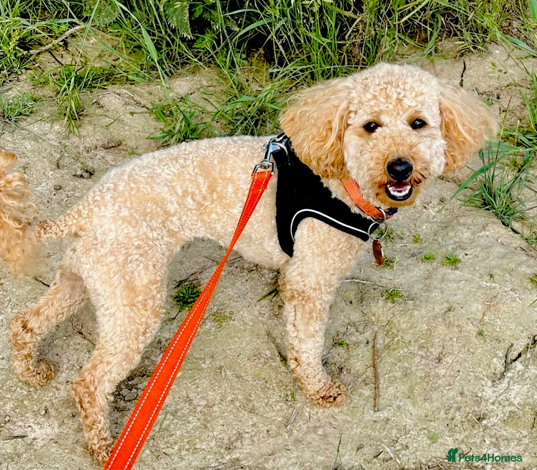 Miniature Poodle dogs for sale: **All Reserved** Stunning Deep Red Mini Poodle - Advert 6