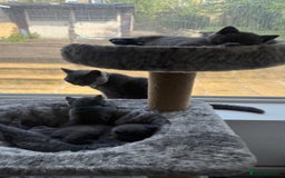British Shorthair cats for sale: British Shorthairs in Bradford - Image 7