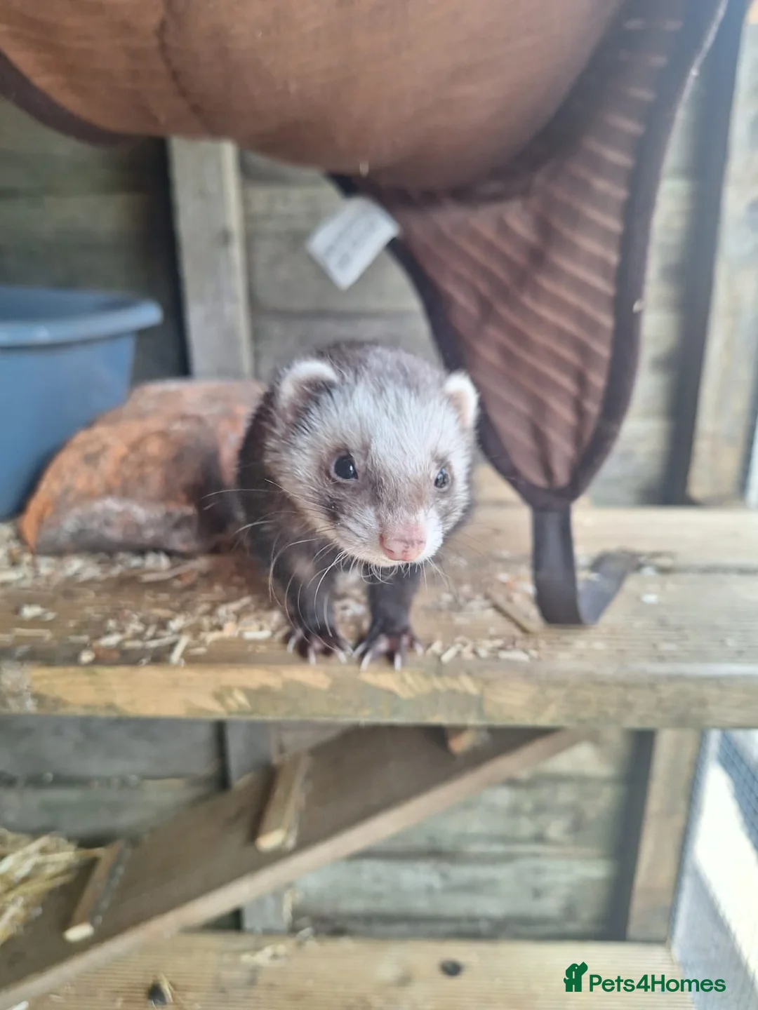 Ferret rodents for sale: 2 Gills  - Advert 1