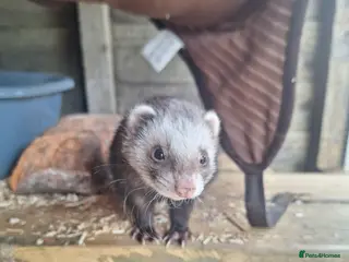 Ferret rodents 2 Gills - Advert 1