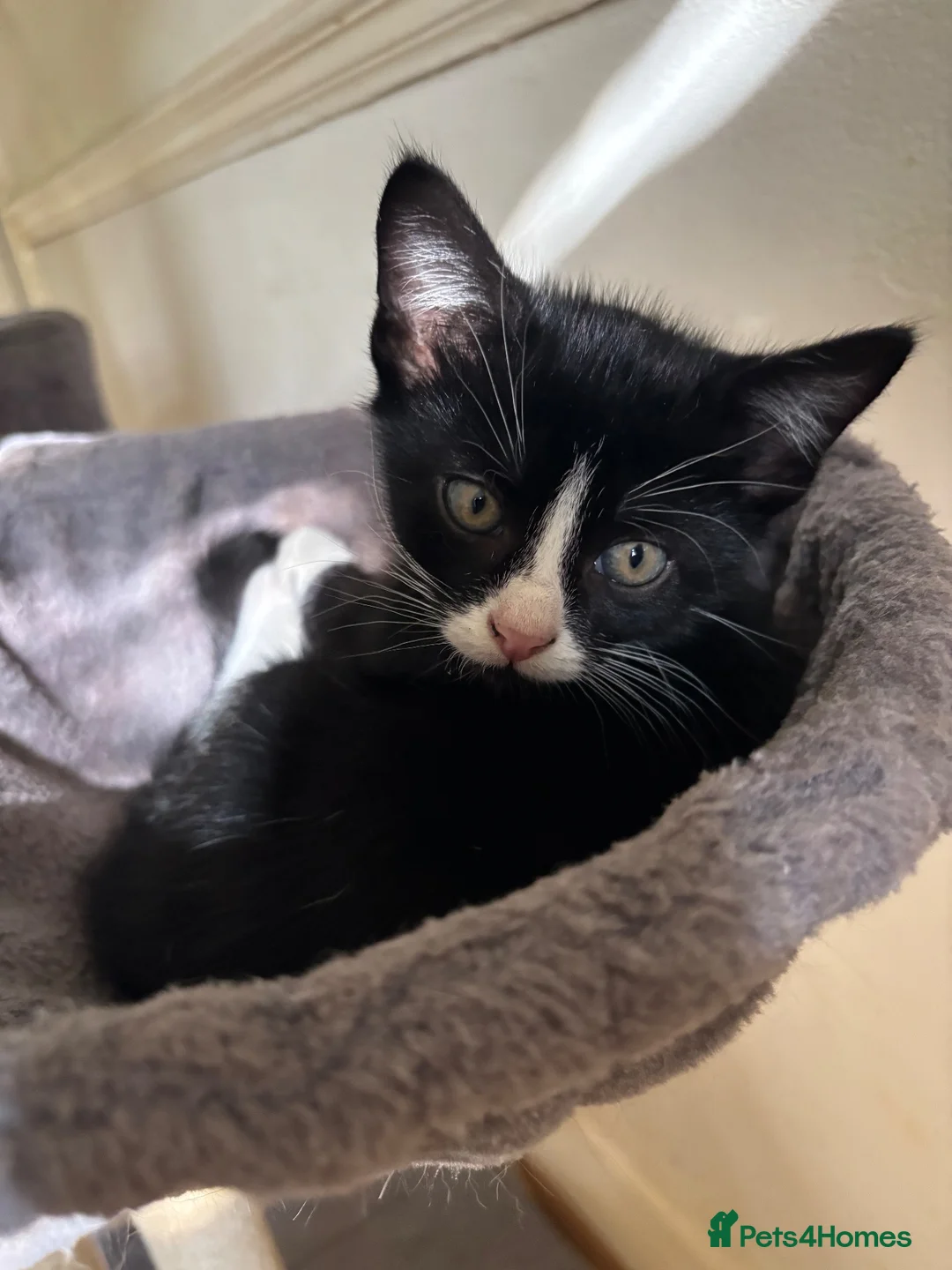 Mixed Breed cats for sale: Kittens Ready Now - 4 Males, 1 Female  - Advert 2