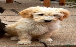 Goldendoodle dogs for sale: F1 Standard Golden Doodles last 1 female - Image 11