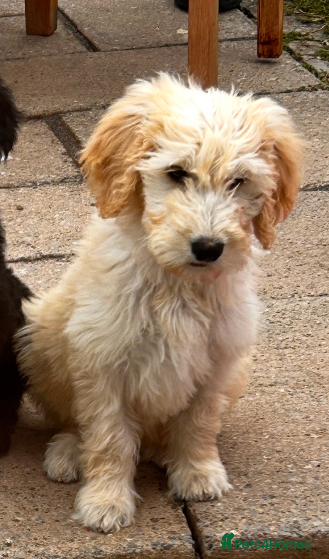Goldendoodle dogs for sale: F1 Standard Golden Doodles last 1 female - Image 11