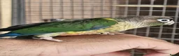 Conures birds for sale: Green cheek conure - Advert 4