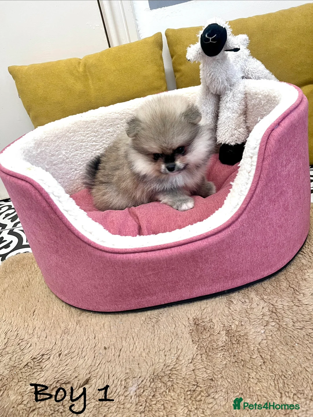 Pomeranian dogs for sale: Top Quality 🐻 Teddy Bears  - Advert 20