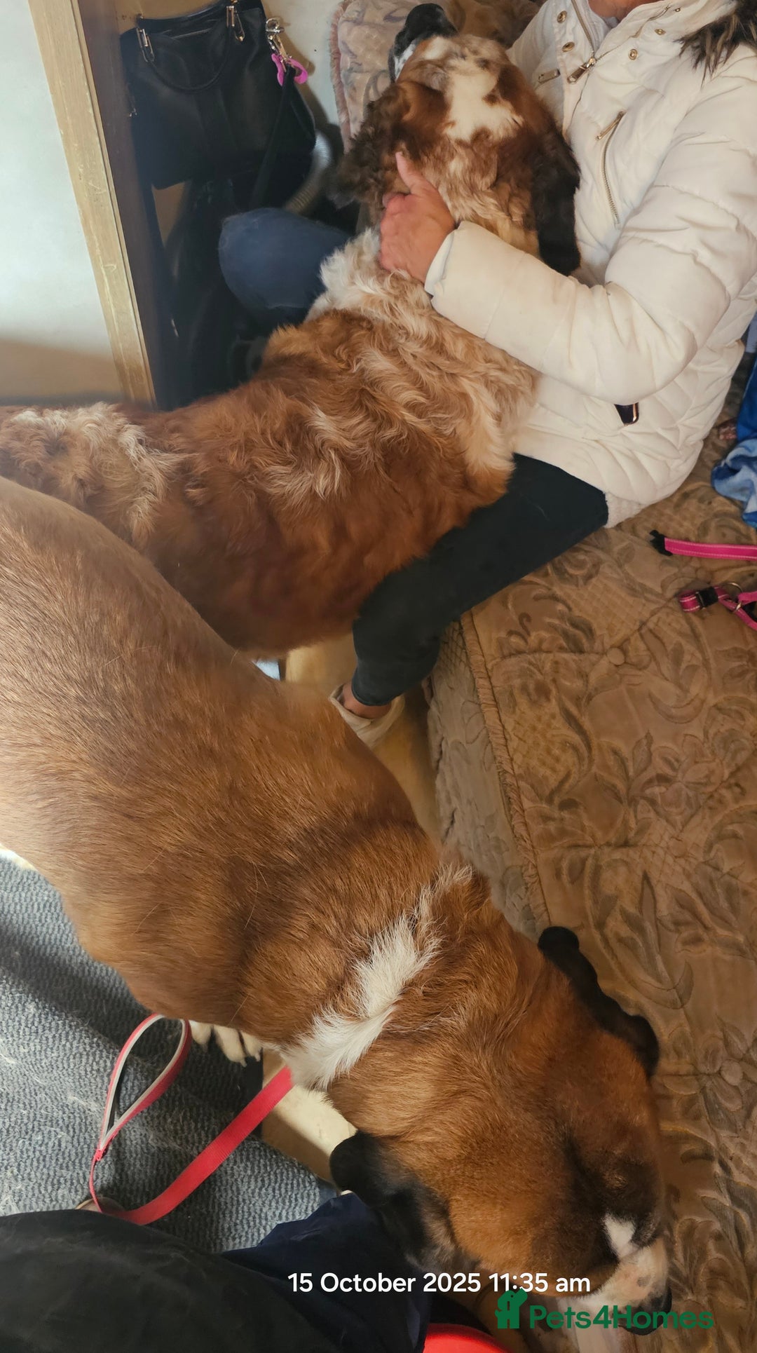 Saint Bernard dogs for stud: Kc reg PROVEN Saint bernards for stud  - Advert 9