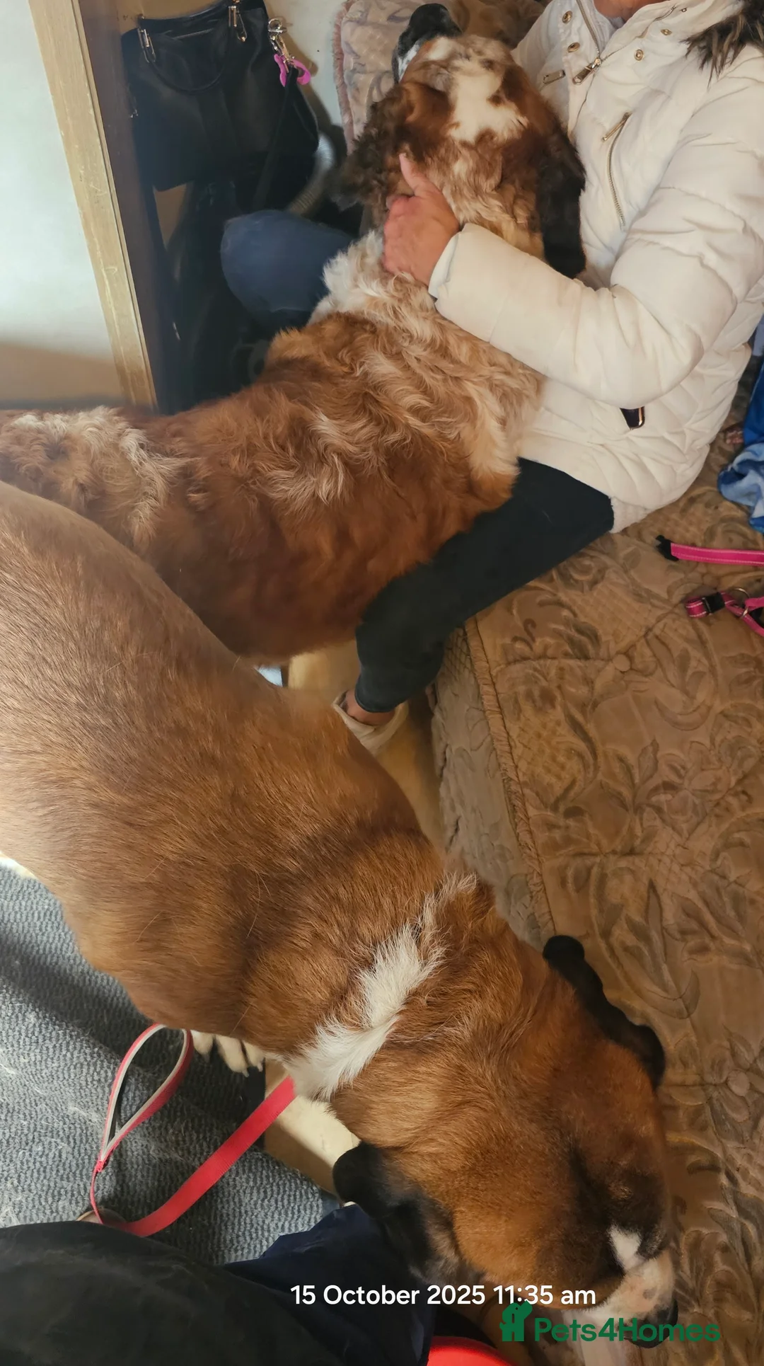 Saint Bernard dogs for stud: Kc reg PROVEN Saint bernards for stud  - Advert 9