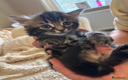 Mixed Breed cats for sale: Ragdoll/domestic shorthair  - Image 15