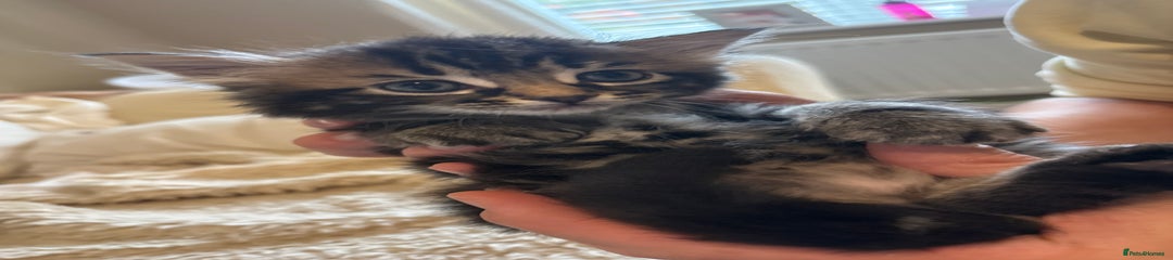 Dennis 