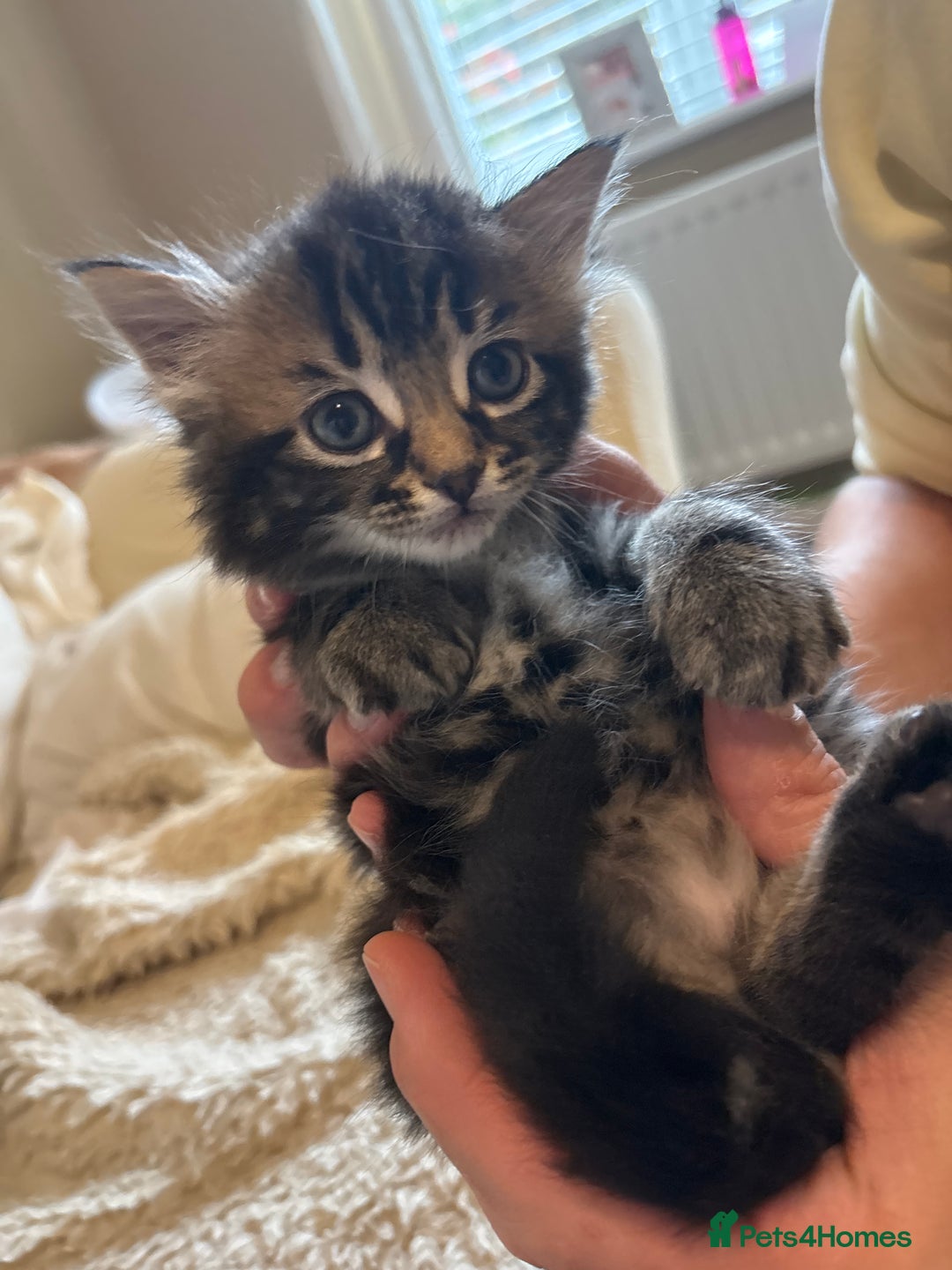 Mixed Breed cats for sale: Ragdoll/domestic shorthair  - Image 15