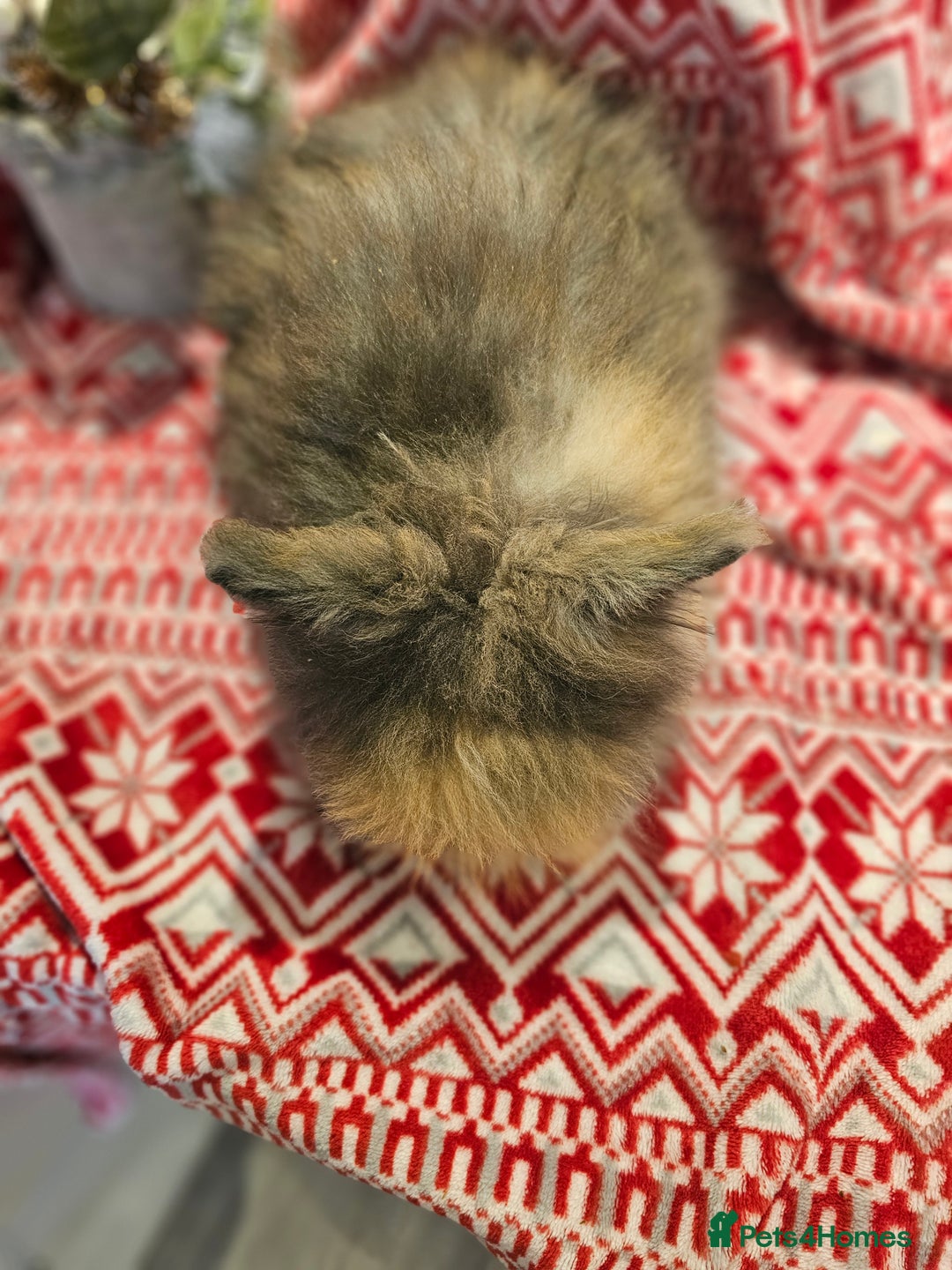 Angora rabbits for sale: Angora X - Advert 12