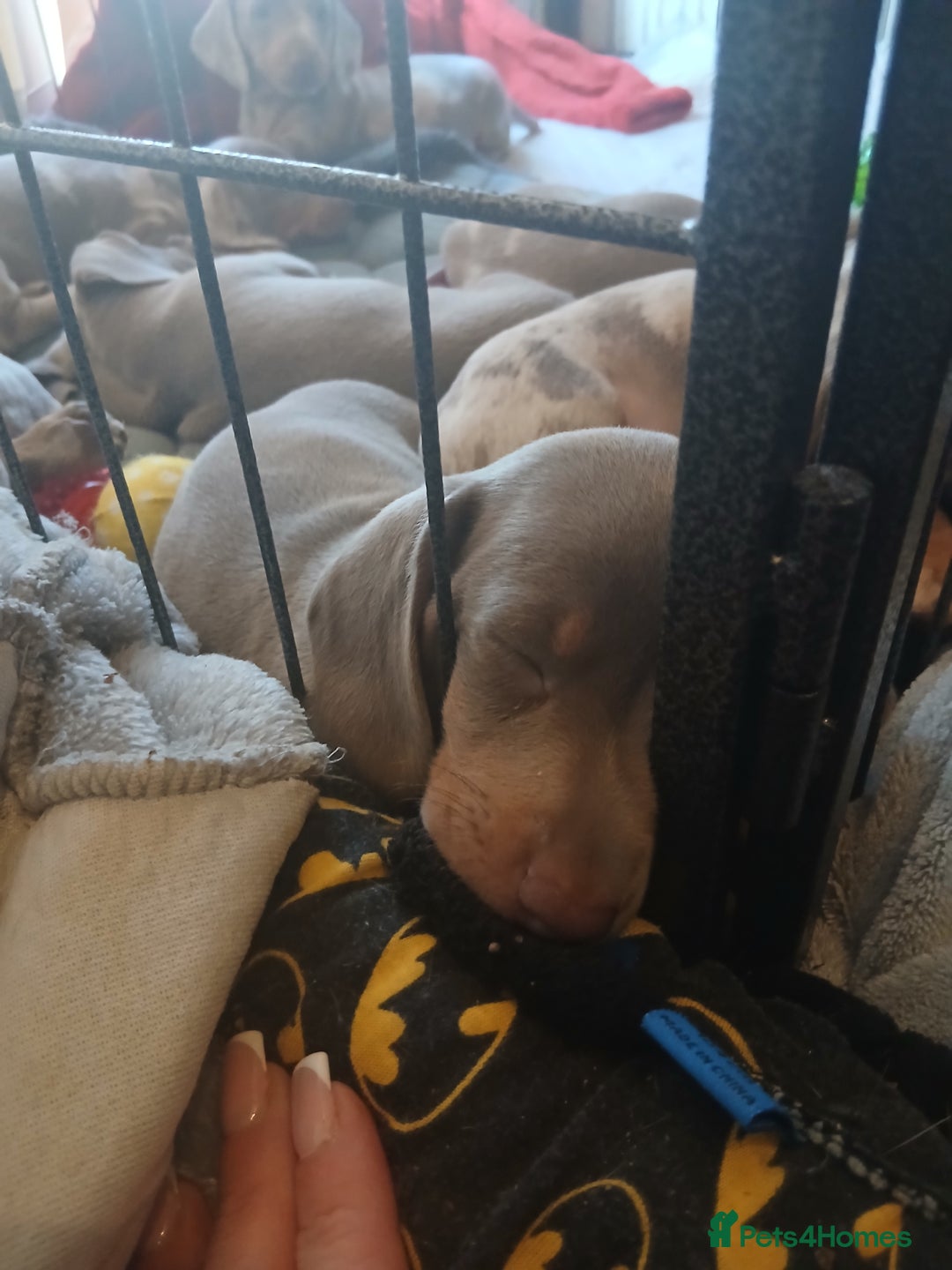 Dachshund dogs for sale: Dachshund Puppy 5 - Isabella dapple dachshund puppies - Image 16