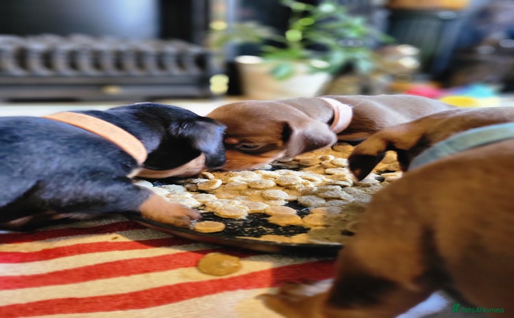 Miniature Dachshund dogs - Advert 3