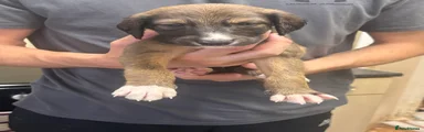 Saluki 3