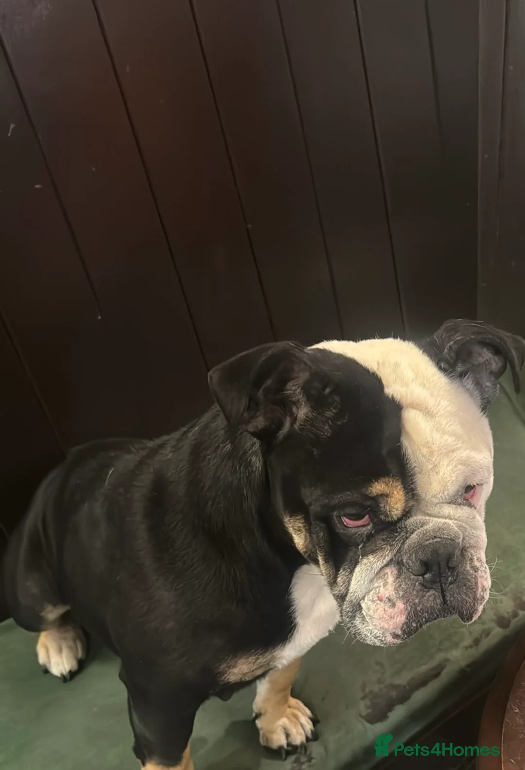 English Bulldog dogs for sale: New England Bulldogs - Advert 9