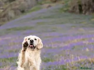 Golden Retriever dogs Kind, intelligent, fully health tested therapy dog - Advert 15