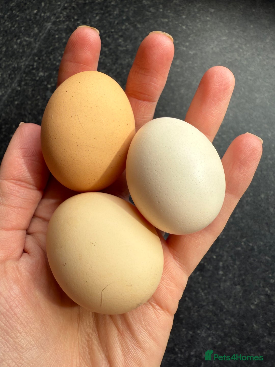 Chickens poultry for sale: 2 POL hens  - Image 3