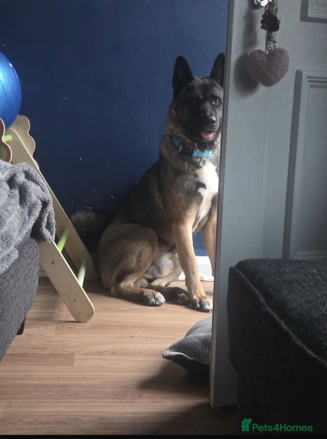 Akita dogs for sale: Milo 2yr old Akita  in Leicester - Advert 2
